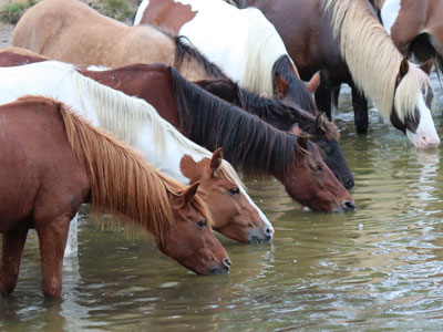 Chincoteague