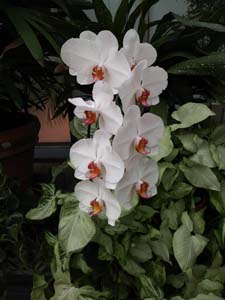 NC Orchids 3