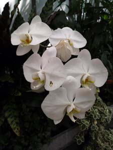 NC Orchids 4